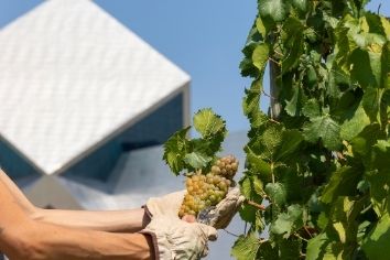 SOMMOS Winery Begins the Earliest Harvest in Its History