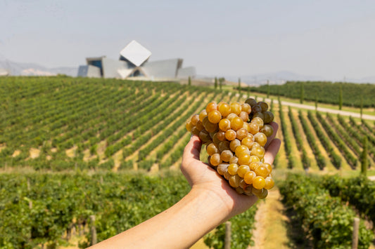 SOMMOS Winery Begins the Earliest Harvest in Its History