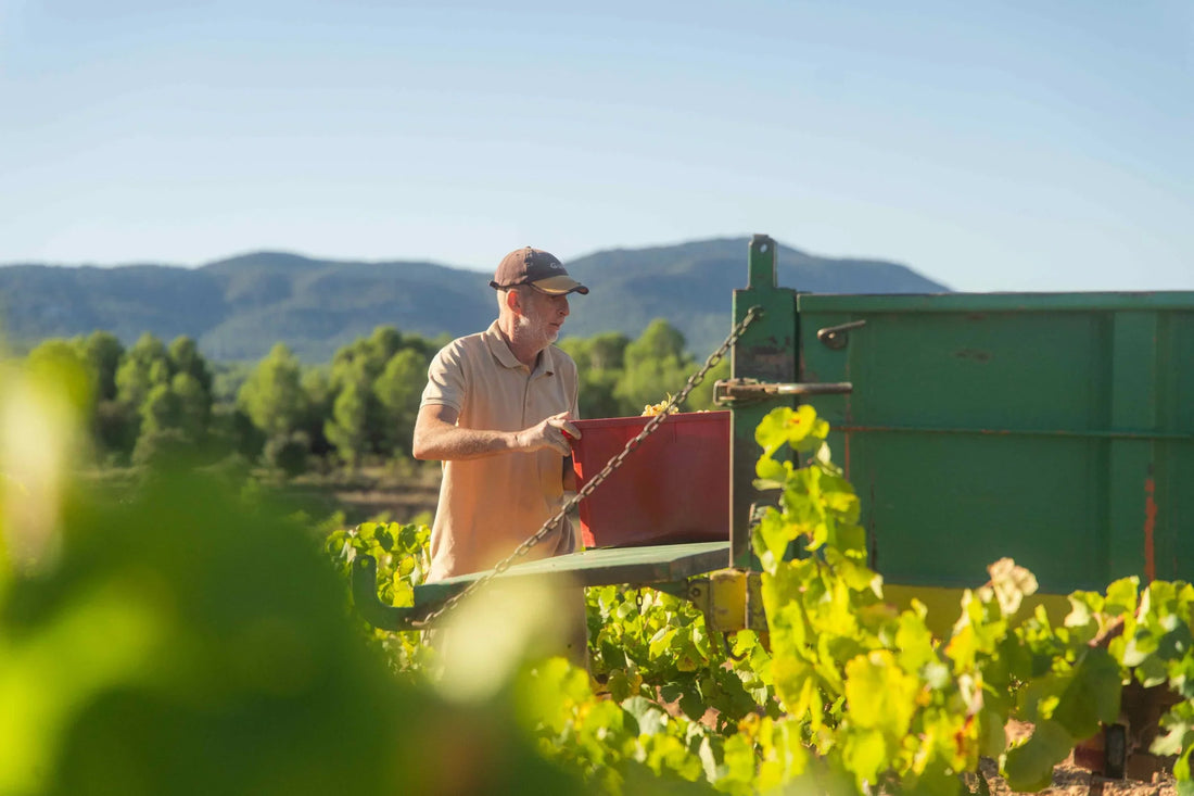 Castell d’Or launches the earliest grape harvest in its history (by Castell d'Or)